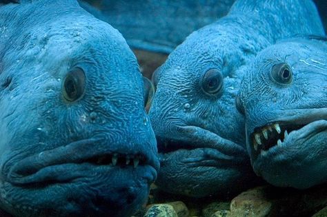 Wolf fish Wolf Fish, Wolf Eel, Ugly Animals, Fauna Marina, Weird Fish, Life Aquatic, Underwater Creatures, Underwater Life, Ocean Conservation