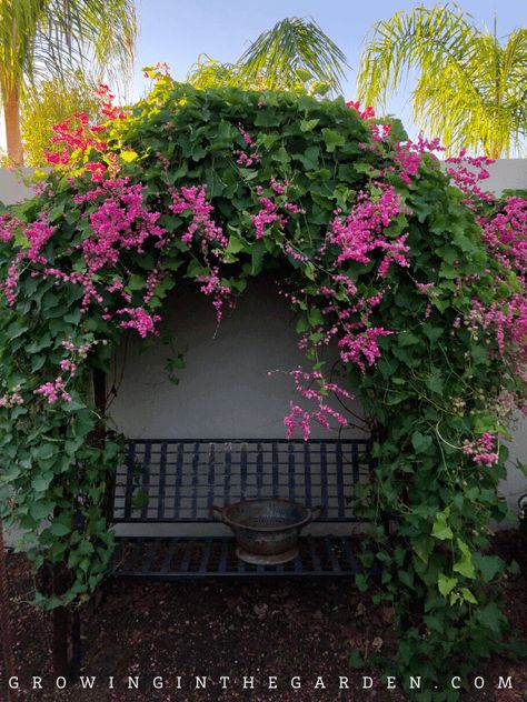 Types Of Vines, Vine Fence, Coral Vine, Wall Climbing Plants, Creepers Plants, Flower Planting, Trees Garden, Vine Trellis, Outside Plants