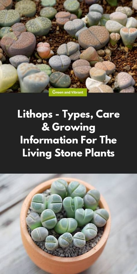 Living Rocks Succulent, Living Stones Succulent, Rock Succulents, Lithops Care, Stone Succulent, Living Stone Plant, Lithops Succulents, Living Stones, Rock Plants