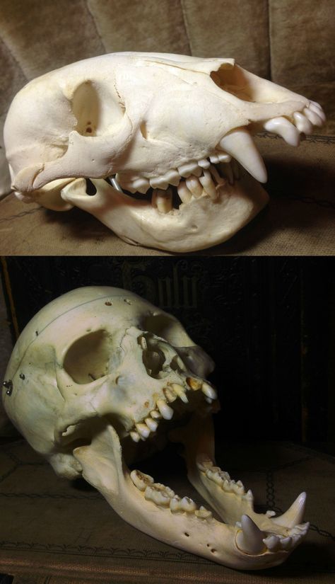 409k Dark Folklore Aesthetic, Oddity Aesthetic, Animal Skulls Drawing, Animal Skull Reference, Bones Display, Bear And Human, Biopunk Art, Possum Skull, Creature Aesthetic