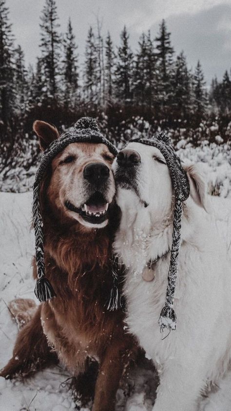 Christmas Dog Photography, Lovers Tattoo, English Dogs, Tattoos For Dog Lovers, Wallpaper Dog, Snow Animals, Dog Photoshoot, Christmas Dogs, Animals Dogs