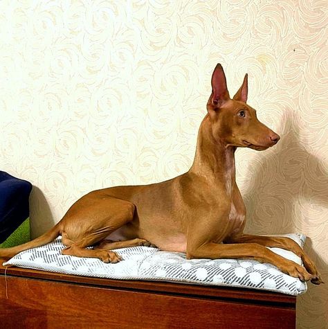 Pharoah Dog, Pharaoh Dog, Cool Pictures Of Animals, Egyptian Character Design, Egyptian Character, Egyptian Dog, Comic School, Pretty Pets, Pharaoh Hound