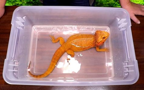 How to Bathe a Bearded Dragon (The RIGHT Way!) - Reptile Maniac Bearded Dragon Bath Time, Bearded Dragon Feeding, Bearded Dragon Food List, Bearded Dragon Diy, Bearded Dragon Cage, Bearded Dragon Food, Bearded Dragon Tank, Bearded Dragon Diet, Baby Bearded Dragon