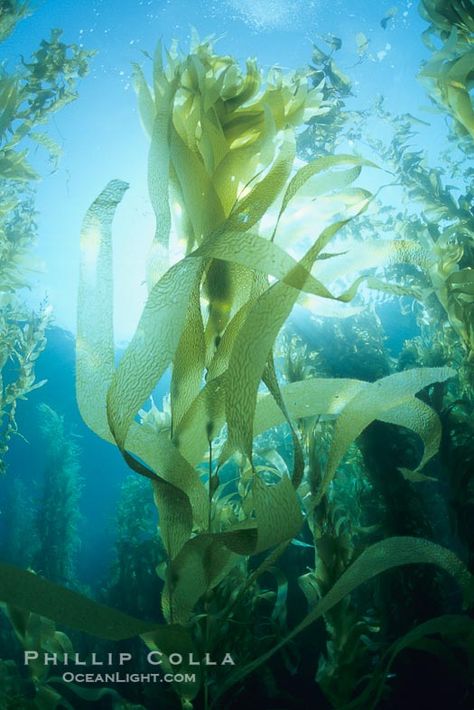 Kelp fronds. San Clemente Island, California, USA, Macrocystis pyrifera, natural history stock photograph, photo id 01273 Sea Plants, Natural Vitamin C, Kelp Forest, Whatsapp Wallpaper Cute, Beauty Background, Collagen Booster, Shark Swimming, Sea Photography, Forest Photos