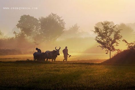 Village Photos Indian, Mood Reference, Punjab Culture, Farmer Painting, Morning Photography, Punjabi Culture, Office Images, Village Photos, Buddha Art Painting