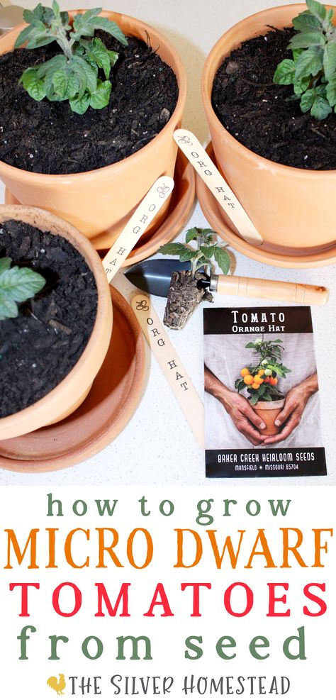 three terra cotta clay pots holding small Orange Hat Micro Dwarf Tomatoes with one started plant and root ball with soil sitting on a shovel next to a seed packet for the tomatoes on a white countertop with text that reads how to grow micro dwarf orange hat tomatoes Starting Seeds, Orange Hat, Starting Seeds Indoors, Orange Hats, Seed Saving, Container Gardening Vegetables, Growing Tomatoes, Growing Seeds, Orange Fruit