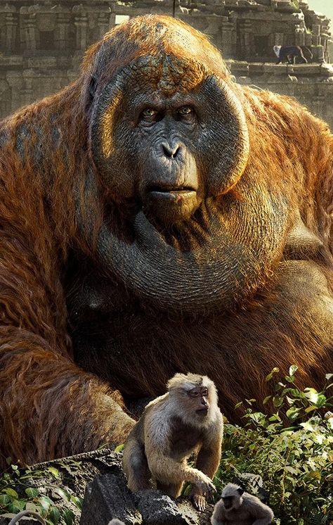 King Louie Jungle Book, Rudyard Kipling Jungle Book, Jungle Book 2016, If Rudyard Kipling, King Louie, Funny Dude, Sweet Taste, Film Posters, Animals Wild