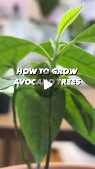 508K views · 29K likes | Armen Adamjan on Instagram: "How to grow avocado trees! 😲🤩 Remember to trim it back 3 inches! 🌱 . . . . #avocado #lifehacks #diy #howto #kitchenhacks #tipsandtricks #plants" How To Plant Avocado Seed, How To Grow Avocado From Seed, Avocado Tree Care, Avocado Plant From Seed, Avocado Seed Growing, Avocado Trees, Creative Explained, Avocado Plant, Grow Avocado