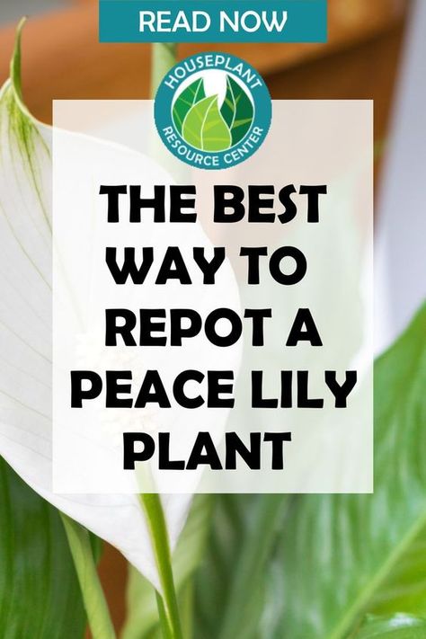 Nantucket Gardens, Peace Lily Plant Care, Keep Your Peace, Lilly Plants, Peace Lily Flower, Peace Lily Care, Peace Plant, Lily Plant Care, Peace Lillies