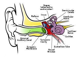 5 Simple Tinnitus Remedies to Relieve Ringing in the Ears - HubPages Ringing Ears Remedy, Ringing In Ears, Ear Ringing, Cleaning Your Ears, In Ears, Hearing Problems, Medical Terms, Acupressure Points, Latin Words