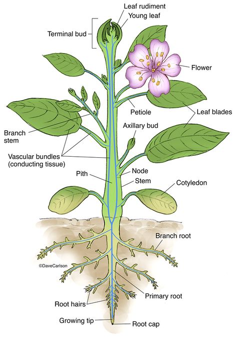 Vascular Plant Structure photo Horticulture Education, Botany Lessons, Plant Lessons, Biology Plants, Plant Structure, Study Biology, Biology Lessons, Parts Of A Flower, Plant Science