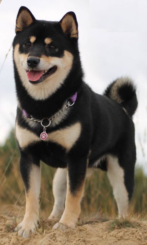 Shiba Inu Puppy Black, Black Shiba Inu Dog, Shiba Inu Black And Tan, Black And Tan Shiba, Black Shiba, Akc Breeds, Shiba Inu Puppy, Japanese Dogs, Shiba Inu Dog