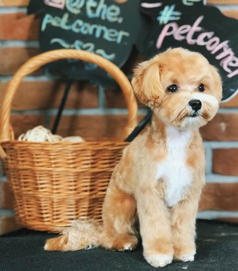 15 Best Maltipoo Haircuts for Your Puppy – Page 3 – The Paws Maltese Dogs Haircuts, Maltipoo Haircuts, Toy Maltipoo, Puppy Haircut, Maltipoo Dog, Dog Grooming Styles, Colorful Hairstyles, Teddy Bear Dog, Puppy Grooming