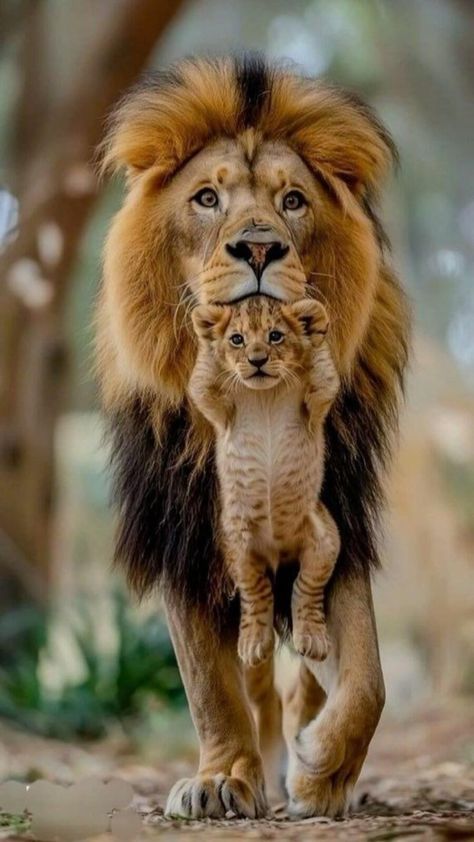 Wild Animals Pictures, Exotic Cats, Lion Pictures, Pretty Animals, Majestic Animals, Cute Wild Animals, Cute Animal Photos, Wildlife Animals, Cute Animal Pictures