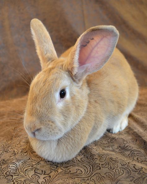 Raising Rabbits For Meat, Central Washington, Meat Rabbits, Raising Rabbits, Rabbit Breeds, Rare Breed, Columbia River, The Father, Animals Friends