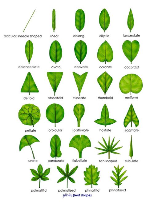 leaf shape - for leaf classification Types Of Leaves, Leaf Identification, Plant Classification, Leaf Projects, Tree Identification, نباتات منزلية, Leaf Crafts, Plant Identification, Tree Leaves