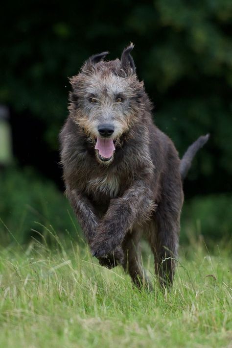 Irish Wolfhound Facts, Irish Terrier Puppies, Irish Dog Breeds, Irish Wolfhound Puppies, Photography Reflection, Irish Wolfhound Dogs, Wolfhound Dog, Scottish Deerhound, Irish Wolfhounds