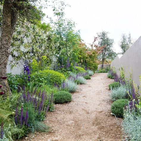 Alan Rudden on Instagram: “Bloom 2019 Back Walkway. Plants: Salvia nem. Ostfriesland, Delphinium Aurora Deep purple, Helichrysum italicum, Thymus vulgaris, Euphorbia…” Walkway Plants, Festuca Glauca Intense Blue, Festuca Glauca, Thymus Vulgaris, Buxus Sempervirens, Helichrysum Italicum, Plant Combinations, Delphinium, Plant Design