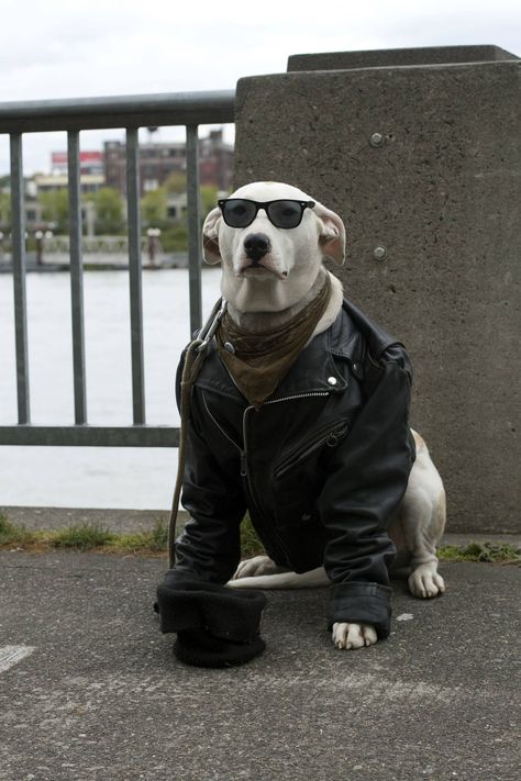 Gangster Dog Biker Dog, Dog Costume, Dog Wear, Dog Costumes, Pitbull, Animal Planet, Jack Russell, Mans Best Friend, Beautiful Dogs