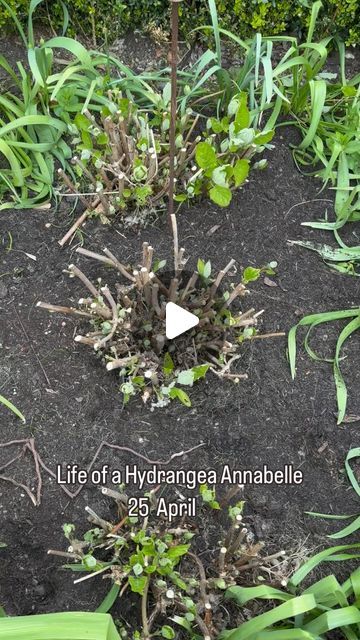 Vas Karpetas on Instagram: "Growing Hydrangea Annabelle has become a bit of a obsession for me so I thought why not do a video for you all to see the progress and how they hold up by staking them .   What do you think ?   #gardenerslife #gardenersworld #instagardeners #gardenersofinstagram #gardeners #nature #gardenlove #gardens #gardeninspiration #gardendesign #flowers #plants #gardenlife #garden #gardening #hydrangea #hydrangeas #rhs" How To Grow Hydrangeas, Flower Garden Hydrangea, What To Plant With Hydrangeas, Hydrangea Annabelle Border, Feeding Hydrangeas, Hydrangea Annabelle, Backyard Hydrangeas, Annabelle Hydrangea Companion Plants, Hydrangea Arborescens Incrediball