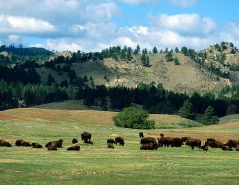 Black Hills, South Dakota Black Hills Aesthetic, Bizarre Decor, The World We Knew, Cold Ocean, Running Hills, Farm Inspiration, Black Hills South Dakota, Lakota Sioux, See You Space Cowboy