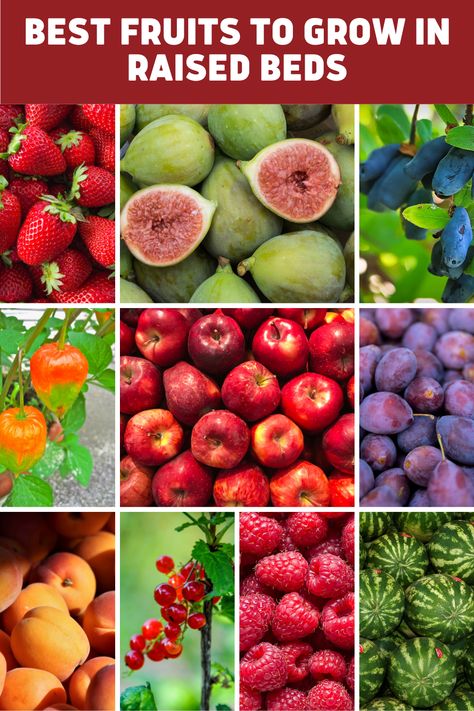 Fruit Trees In Raised Garden Beds, Raised Bed Fruit Garden, What To Grow In Raised Garden Beds, Fruits To Grow In Your Garden, What Grows Best In Raised Beds, Best Way To Plant Strawberries, Easy Fruits To Grow In Garden, Growing Grapes In Raised Bed, Raised Strawberry Beds