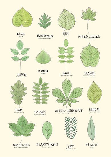 A useful leaf ID chart for common british trees. • Also buy this artwork on wall prints and stationery. Tree Leaf Identification, Different Types Of Leaves, Types Of Leaves, Leaf Identification, Tree Identification, Bathroom Plants, Dry Creek, Bedroom Plants, Plant Identification