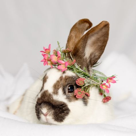 Bunnies photos, flower crown Pet Photography, Photo Session, Flower Crown, Animal Photography, Photo Sessions, Crown, Pet, Flowers, Animals