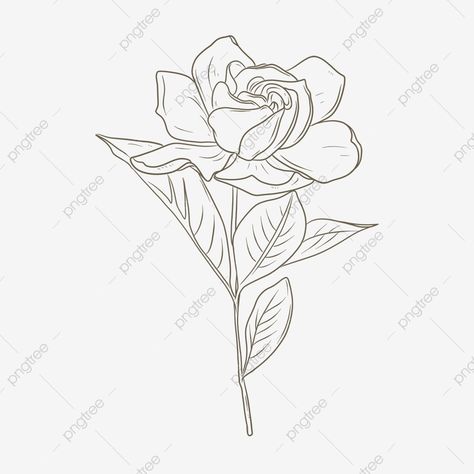 Gardenia Drawing, Flower Drawing Pattern, Gardenia Tattoo, Poppy Flower Drawing, Jasmine Tattoo, Flor Tattoo, Gardenia Flower, Flower Line Drawings, White Gardenia