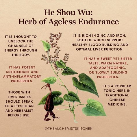 Chinese Herbs Medicine, Fo Ti Benefits, Tcm Herbs, Chinese Medicinal Herbs, Benefits Of Herbs, He Shou Wu, Tcm Traditional Chinese Medicine, Cleansing Herbs, Traditional Chinese Medicine Herbs