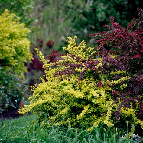 Container Gardening Shade, Barberry Bush, Deer Resistant Shrubs, Pollinator Garden, How To Attract Birds, Landscaping Tips, Flowering Shrubs, Landscaping Plants, Autumn Garden