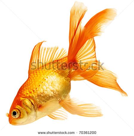 Gold Fish. Isolation On The White Stock Photo 70361200 : Shutterstock Comet Goldfish, Fantail Goldfish, Goldfish Art, Aquaponics Fish, Carpe Koi, Pocket Pet, Beautiful Fish, Fish Painting, Colorful Fish