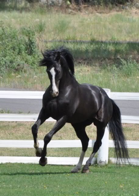 Horse Black Thoroughbred, Rescue Horse, Thoroughbred Stallion, Cajun Christmas, All Horse Breeds, Christmas Miracle, Black Horses, Appaloosa Horses, Thoroughbred Horse