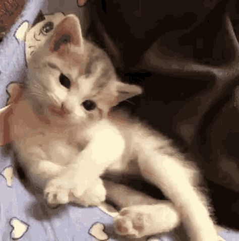 Kitten Cute GIF - Kitten Cute Curious - Discover & Share GIFs Hi Gif, Kitten Gif, Cute Cat Gif, Cat Paws, Dog Gifs, Beautiful Cat, Cute Gif, Cat Gif