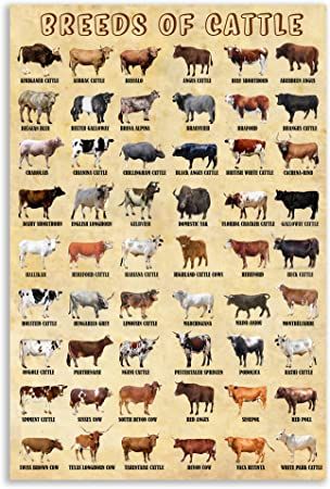 Chianina Cattle, Galloway Cattle, Cow Food, Types Of Cows, Texas Longhorn Cow, Vet Tech School, Cow Poster, Breeds Of Cows, Cow Colour