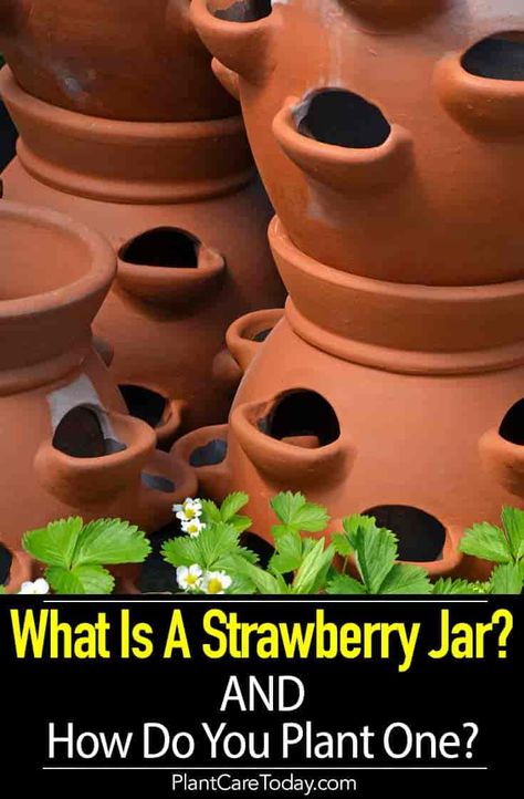 Strawberry Jars are earthenware containers shaped somewhat like a barrel and contain multiple pockets or cups for planting - Ideas and more... Strawberry Pot, Indoor Gardening Supplies, Strawberry Planter, Planter Plants, Strawberry Pots, Strawberry Planters, Container Garden Design, Strawberry Garden, Brown Clay