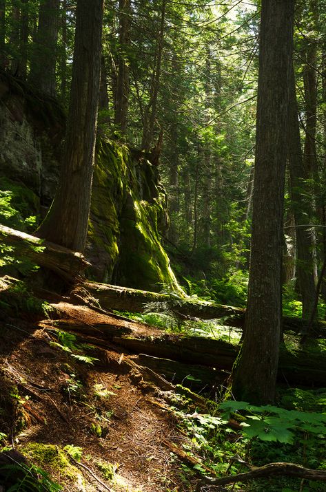 Andrew Moore, Usa Life, Cedar Forest, Montana Usa, Landscape Elements, Forest Path, Misty Forest, Ancient Forest, Fantasy Places