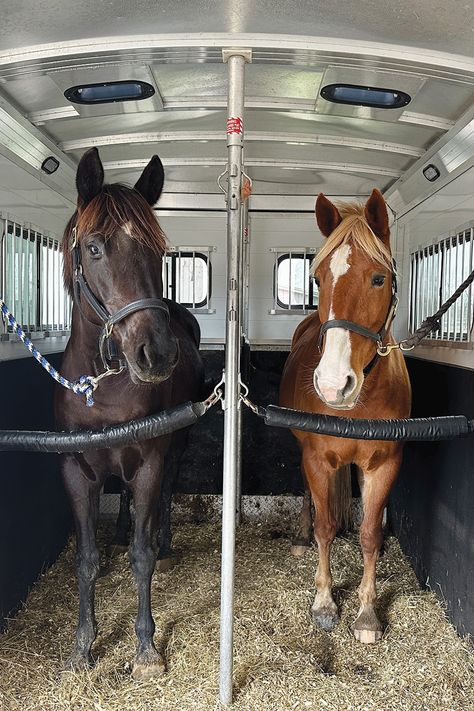 Trailer-loading can be frustrating.  If you’ve owned or been around horses long enough, you’ll no doubt have witnessed the gamut of trailer-loading abilities. But with these tips, you can teach a horse to self-load.  For a more detailed breakdown of the process, read this ⬇️ Horse Bathing Station, Horse Must Haves, Two Horse Trailer, Horses Trailer, Senior Horse Care, Horse Yard, Mustang Makeover, Horse Float, Hunter Jumper Horses