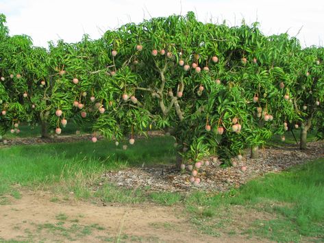 Mango Orchard, Tropical Balcony, Mango Farm, Farming Ideas, People Reference, Mushroom Images, Orchard Garden, Orchard Tree, Farming System