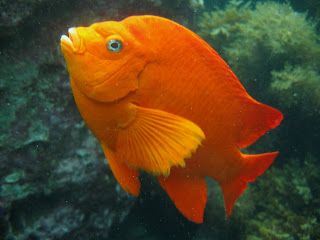 Garibaldi Fish, Skull Wallpaper Iphone, Kelp Forest, Salt Water Fish, Orange Fish, Underwater Photos, Exotic Fish, Skull Wallpaper, Colorful Fish