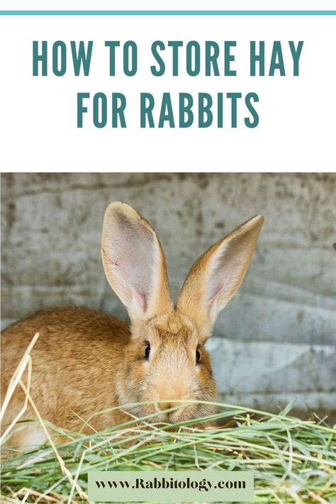 How-To-Store-Hay-For-Rabbits? Rabbit Hay Storage, Hay For Rabbits, Rabbit Playpen, Raising Rabbits For Meat, Rabbit Information, Rotten Food, Hay Storage, Rabbit Diet, Rabbit Farm