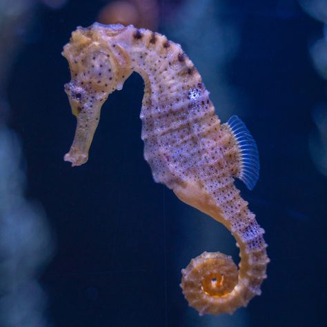 Sea Horse Photography, Seahorses Aesthetic, Sea Horse Aesthetic, Aesthetic Seahorse, Thorny Seahorse, Seahorse Aesthetic, Drawing Seahorse, Real Seahorse, Seahorse Facts