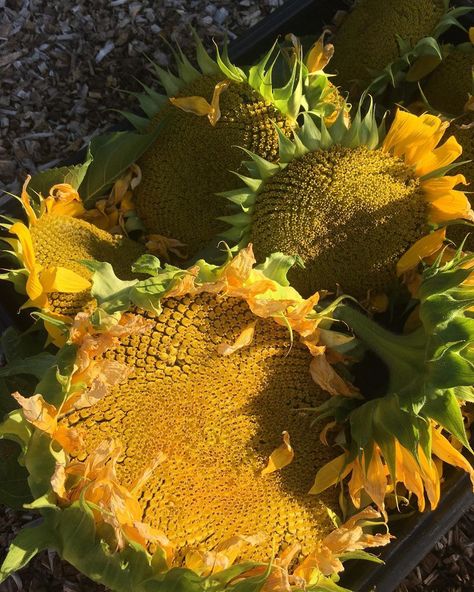 Hema 🌱 on Instagram: “Sunflower Saturday this September! Harvesting these very heavy sunflower seed heads today for drying in the beautiful sunshine we’re having…” Sunflower Head, Seed Heads, Sunflower Pictures, Beautiful Sunshine, Sunflower Seed, Flower Ideas, Sunflower Seeds, Still Life Painting, Candy Corn