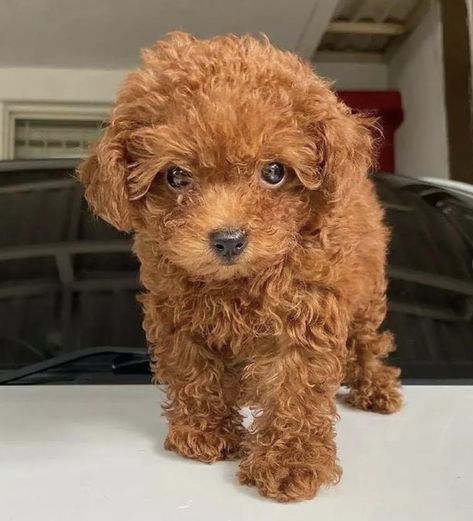 Teacup Poodle Full Grown Teacup Poodle Full Grown, Micro Teacup Poodle, Puppy Photoshoot, Teacup Poodle Puppies, Micro Teacup Puppies, Toy Poodle Puppy, Small Poodle, Teacup Poodle, Poodle Toy