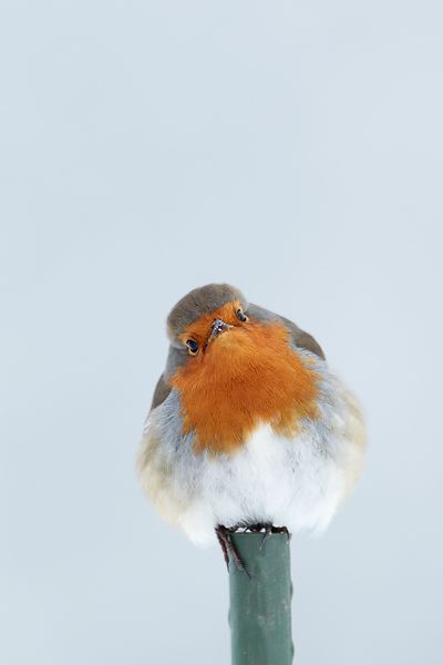 Robin, Rødkælk, Rødhals, bird, cute, nuttet, precious, beauty of Nature, photo European Robin, Robin Bird, Kinds Of Birds, Cute Birds, Bird Garden, Little Birds, Pretty Birds, Bird Photo, Colorful Birds