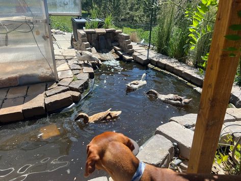 Providing a pond for your ducks is great for a lot of reasons, but does that mean a huge water use dumping water everyday or can they be filtered? My journey to have a pretty duck pond that my ducks and I can enjoy without it being a big mess... Duck Pond Filter, Pond Filter System, Pond Filters, Backyard Poultry, Duck Pond, Pond Plants, A Pond, A Duck, Ducks