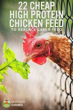 22 Cheap High Protein Chicken Feed Options to Replace Layer Feed Cheap High Protein, Layer Feed, High Protein Chicken, Cheap Chicken Coops, Best Egg Laying Chickens, Portable Chicken Coop, Egg Laying Chickens, Backyard Chicken Farming, Best Chicken Coop