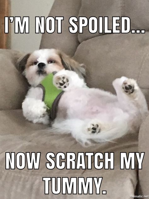 Spoiled rotten Shih Tzu Memes Hilarious, Shih Tzu Funny Meme, Shih Tzu Quotes, Shih Tuz, Perro Shih Tzu, Shitzu Dogs, Shitzu Puppies, Timmy Turner, Shih Tzu Funny