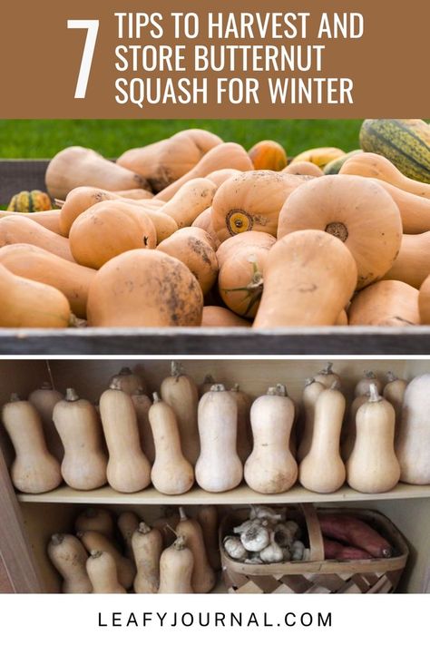 How To Store Winter Squash, Storing Squash For The Winter, How To Store Squash For Winter, Storing Winter Squash, Preserve Butternut Squash, When To Pick Butternut Squash, How To Tell When Butternut Squash Is Ripe, Pressure Canning Butternut Squash, When To Harvest Butternut Squash