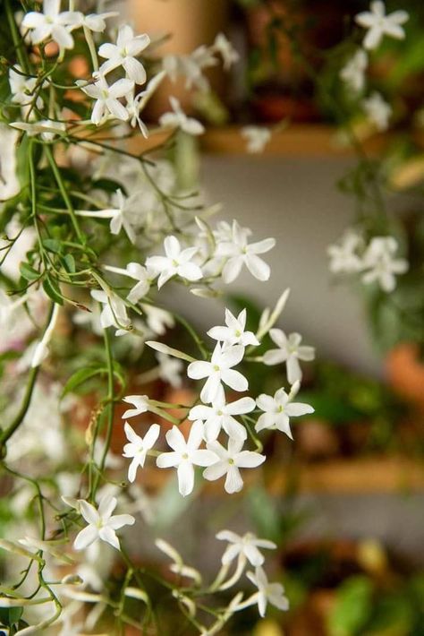 Arabian Jasmine, Wild Jasmine, Jasmine Vine, Jasmine Wedding, Tattoo Plant, Jasmine Plant, Beautiful Flowers Images, Winter Plants, Jasmine Flower